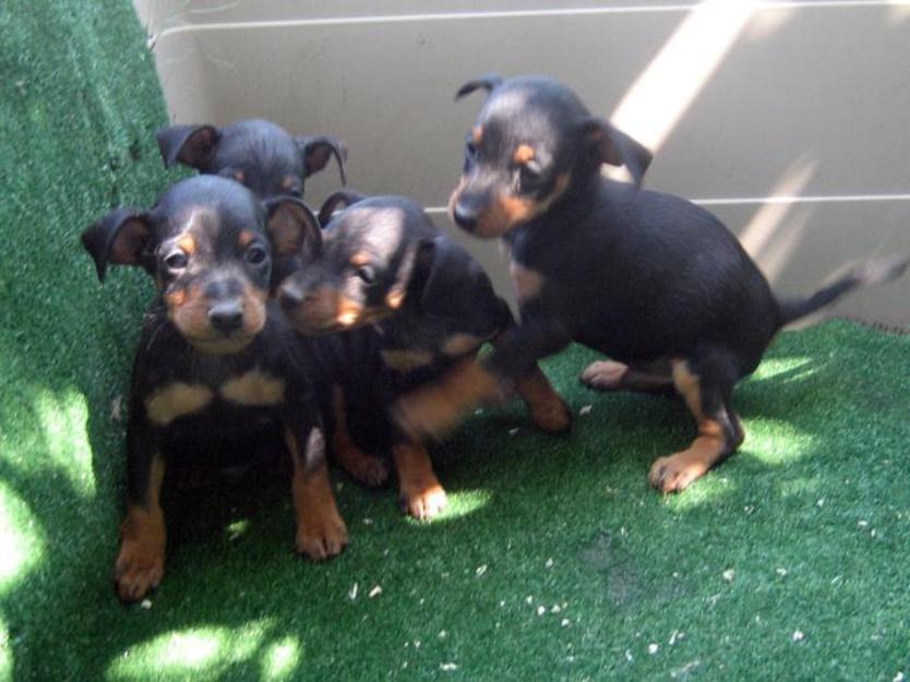 Pinschers miniatura cachorros con pedigri !