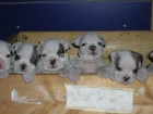 Preciosos cachorros de Bulldog Ingles - mejor precio | unprecio.es