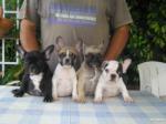 Regalo oferta: cachorritos de bulldog frances