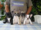 Regalo oferta: cachorritos de bulldog frances - mejor precio | unprecio.es