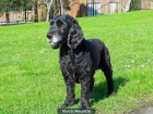 Se ofrece Macho de Cocker Spaniel Ingles para montas Hijo de campeon de España y Portugal - mejor precio | unprecio.es