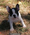 se vende bulldog frances hembra por no poder atender - mejor precio | unprecio.es