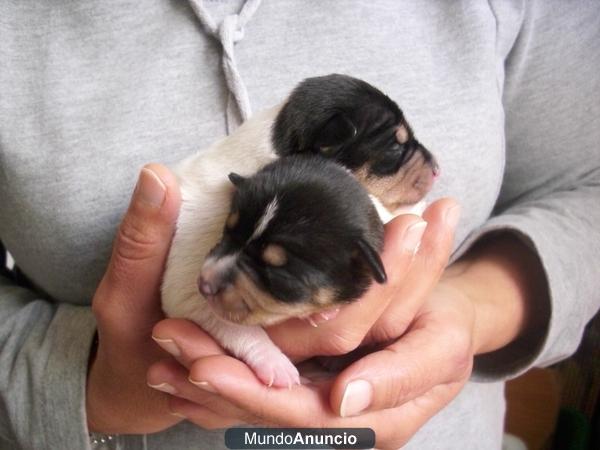 Se vende camada de perros bodegueros andaluces