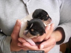 Se vende camada de perros bodegueros andaluces - mejor precio | unprecio.es