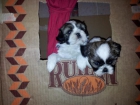 SE VENDEN SHIH-TZU - mejor precio | unprecio.es