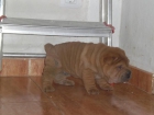 ZARAGOZA, Particular cachorritos de SHAR PEI, muy muy baratos, CON PEDIGRE OFICIAL DE LA RSCE (LOE), SERIEDAD - mejor precio | unprecio.es