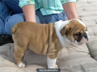 (REGALO) = (GRATIS) = MACHOS, HEMBRAS ADULTOS Y CACHORROS - mejor precio | unprecio.es