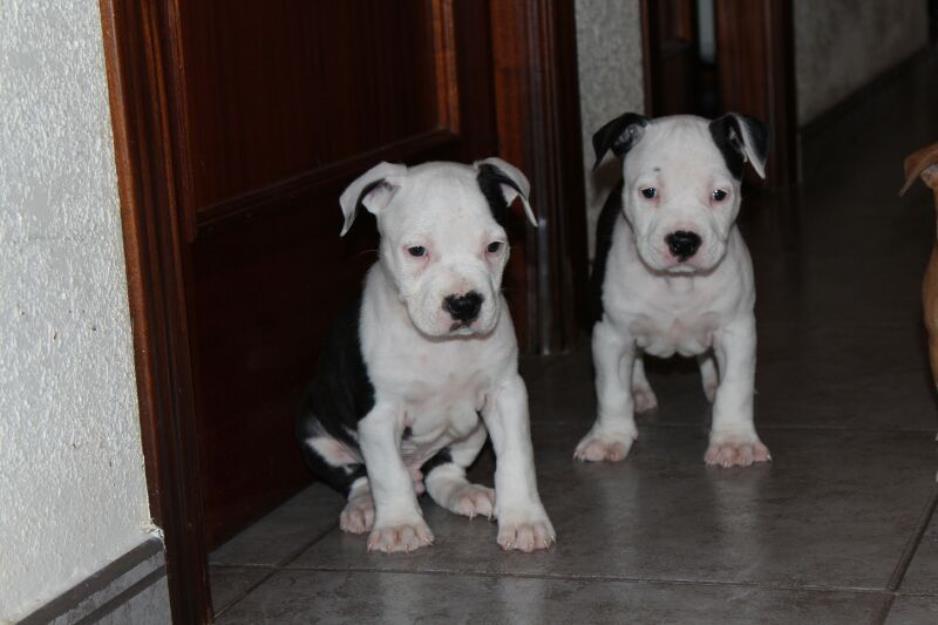 Cachorros de American stafford