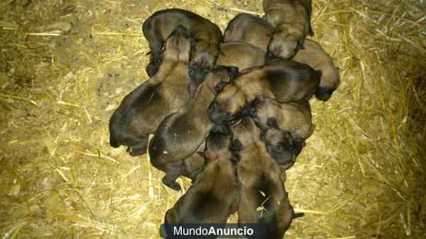 CAMADA DE PASTOR BELGA MALINOIS