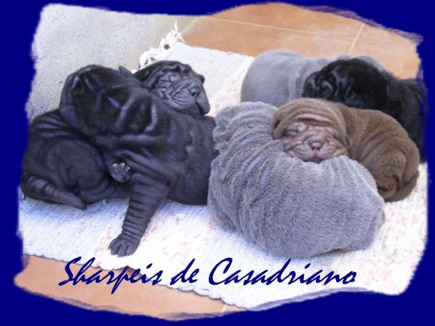 CAMADAS SHAR PEIS AZULES, NEGROS Y CHOCOLATES. SHARPEIS DE CASADRIANO