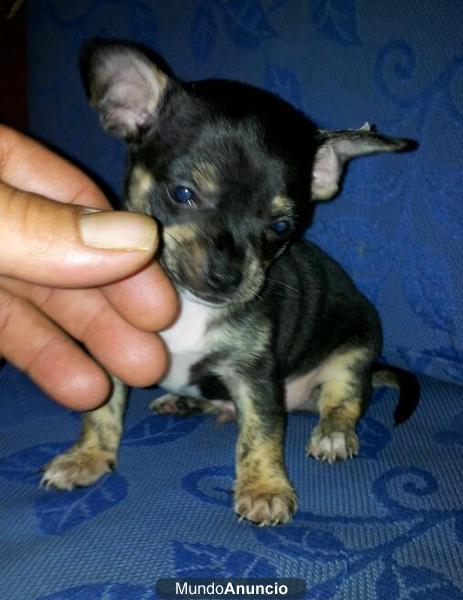 chihuahua toy OFERTON CALIDA Y PRECIO