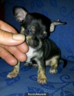 chihuahua toy OFERTON CALIDA Y PRECIO - mejor precio | unprecio.es