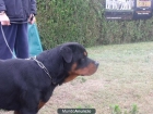 EN VENTA MACHO DE 3 AÑOS - mejor precio | unprecio.es