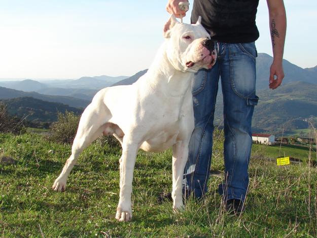 Excelente camada de dogos argentinos