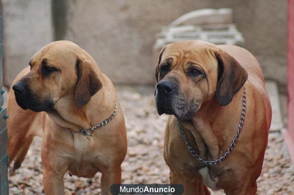 fila brasileiro proxima camada