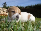 JACK RUSSELL TERRIER PATA CORTA 450E - mejor precio | unprecio.es
