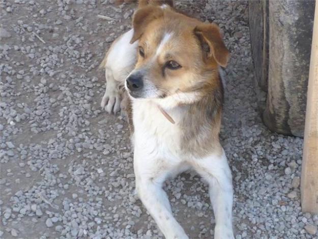 Risto, perrito joven de 1 añito, tamaño pequeñín en adopción