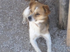 Risto, perrito joven de 1 añito, tamaño pequeñín en adopción - mejor precio | unprecio.es