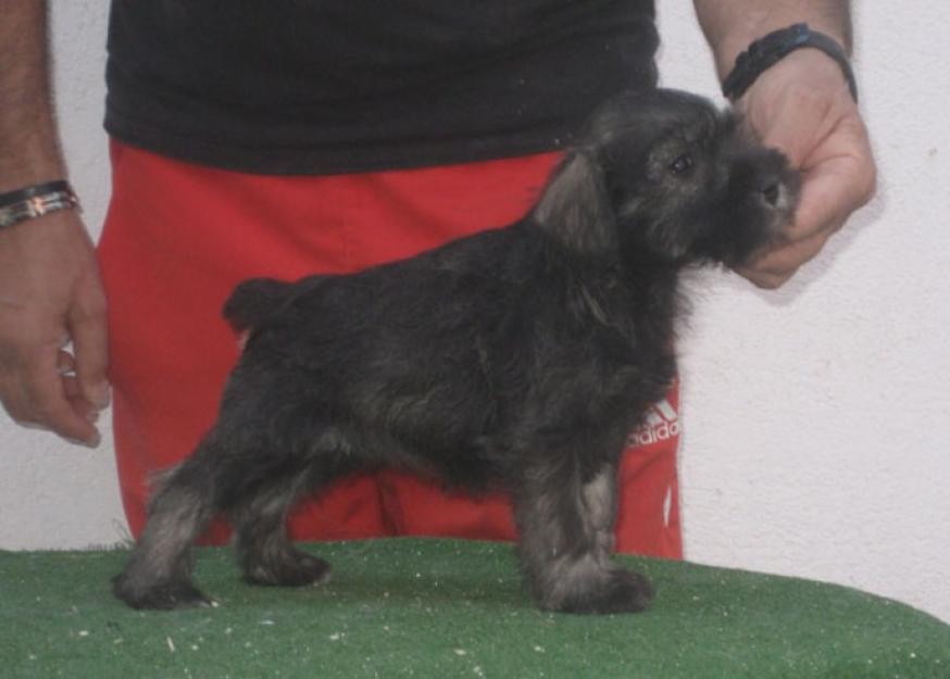 Schnauzers miniatura cachorros color sal y pimienta