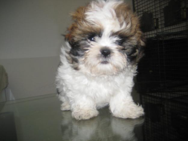 SE VENDEN CACHORROS DE SHIHTZU DE RAZA PURA