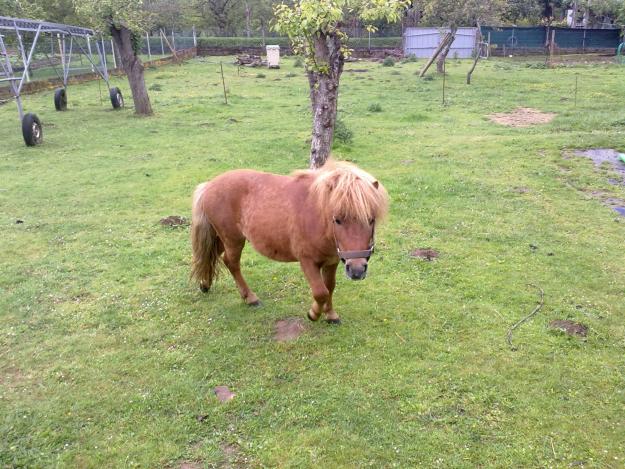 vendo poni shetlean y silla de montar inglesa