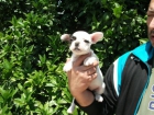 ¡¡CACHORRO DE BULDOG FRANCÉS DISPONIBLE AHORA!!!! - mejor precio | unprecio.es