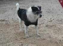 Bueli, viejita en adopción.Caso especial.