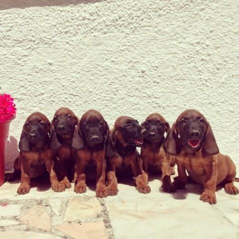 Cachorros de sabueso de sangre de baviera