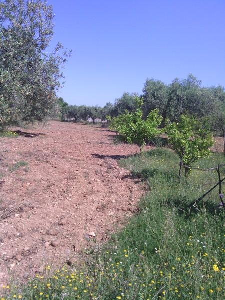 Finca rústica en Valls