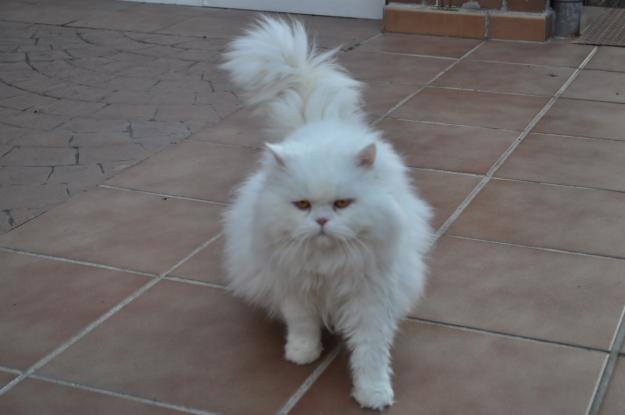 Gato persa blanco para monta