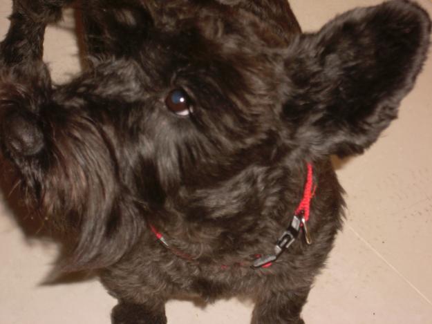 scottish terrier