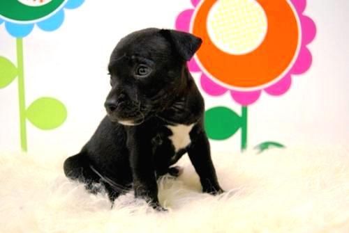 STAFFORDSHIRE  BULL TERRIER    perritos al alcanze de todos los bolsillos _ www.animalflower.com Llevatelo kuando quiera