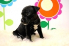 STAFFORDSHIRE BULL TERRIER perritos al alcanze de todos los bolsillos - mejor precio | unprecio.es