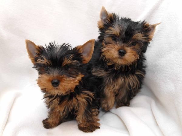 taza de té Yorkie cachorros de buenas casas