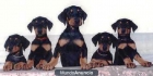 Urge vender cachorros Pinschers - mejor precio | unprecio.es