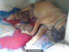 Vendo 6 cachorros de boxer muy economicoss.. - mejor precio | unprecio.es