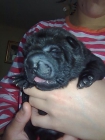 vendo camada shar pei americanos con loe - mejor precio | unprecio.es