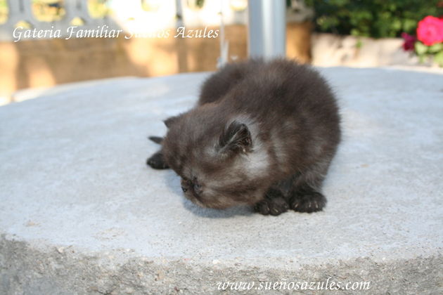 VENDO GATOS PERSAS  AMERICANOS