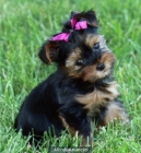 VENDO YORKISHIRE TERRIER KUSKY- 30 DIAS - preciosa hembra.400 - mejor precio | unprecio.es