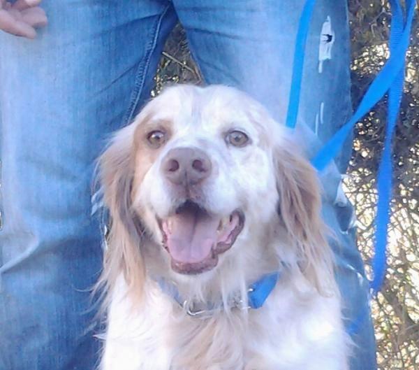 kandel, precioso setter en adopción