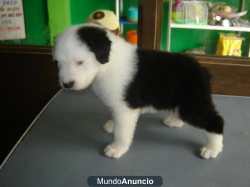 ANTIGUO PASTOR INGLES PRECIOSOS CACHORRITOS
