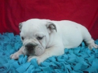 BULL DOG INGLES morfologicos en su totalidad - mejor precio | unprecio.es