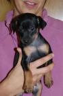 CACHORROS DE MINI PINSCHER - mejor precio | unprecio.es