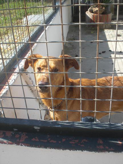 Cruce de Labrador, lo sacrifican en la perrera, S.O.S