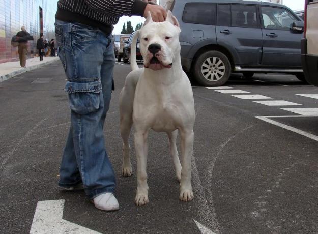 Excelente camada de dogos argentinos