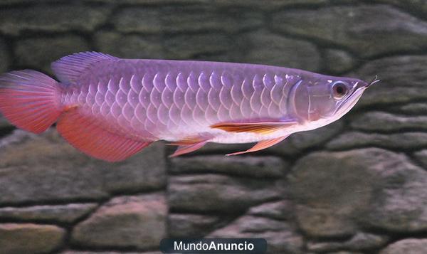 La mejor calidad de Super Red Arowana peces y muchos otros para la venta.