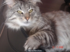 preciosos gatitos bosque de noruega - mejor precio | unprecio.es
