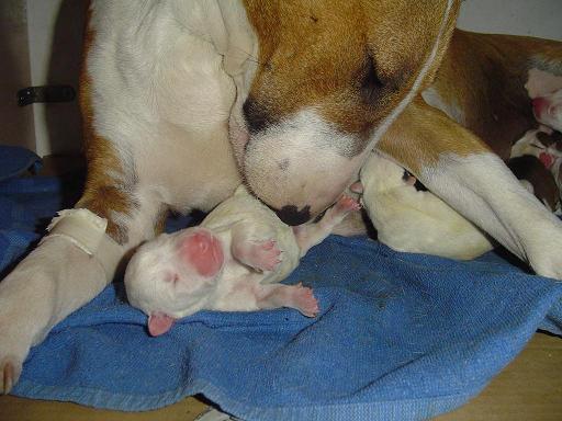 vendo cachorros bull terrier