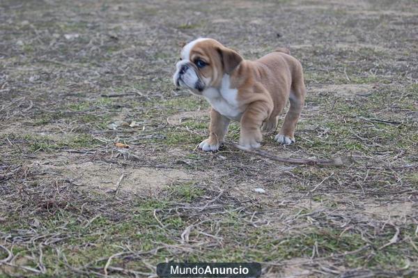BULLDOG INGLES FOTOS REALES