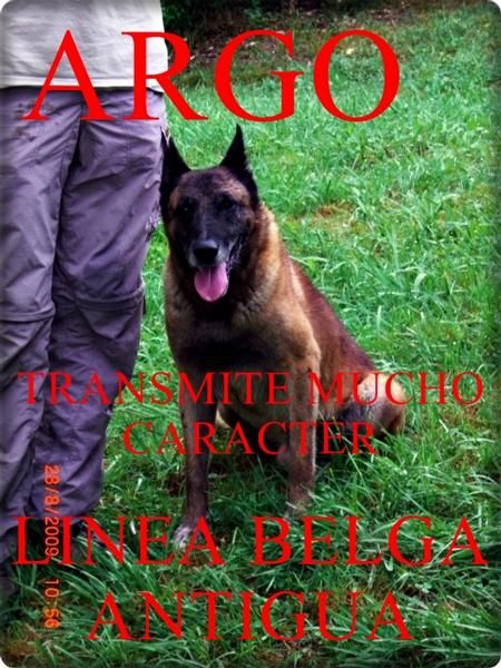 CACHORROS MALINOIS BUENISIMOS.